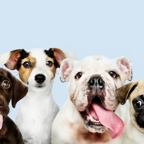 pet camera app