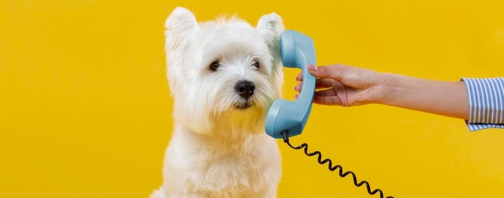 dog monitor camera