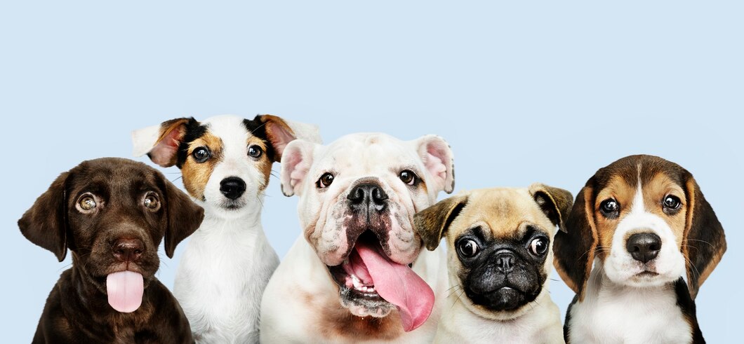 pet monitor app