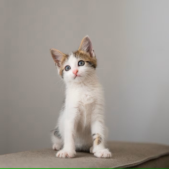 best pet monitor